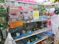 観葉植物の売れ行きがいい